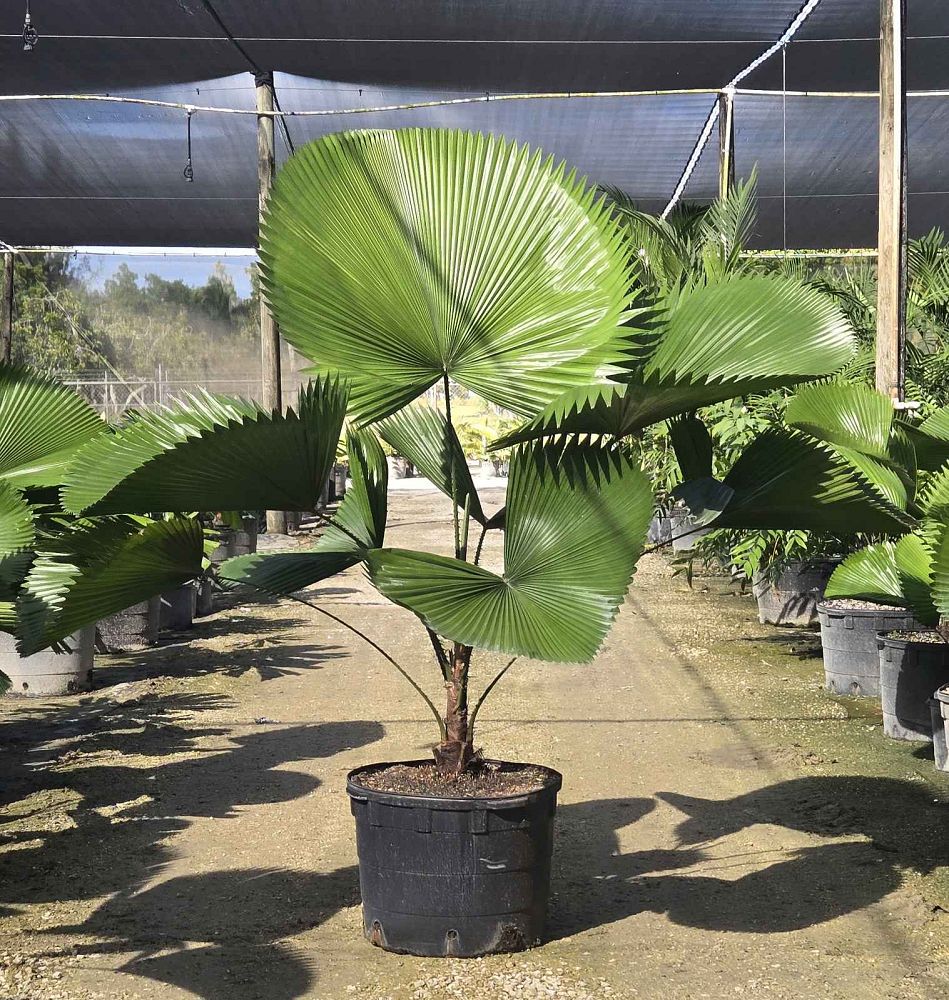 licuala-peltata-sumawongii-licuala-peltata-elegans