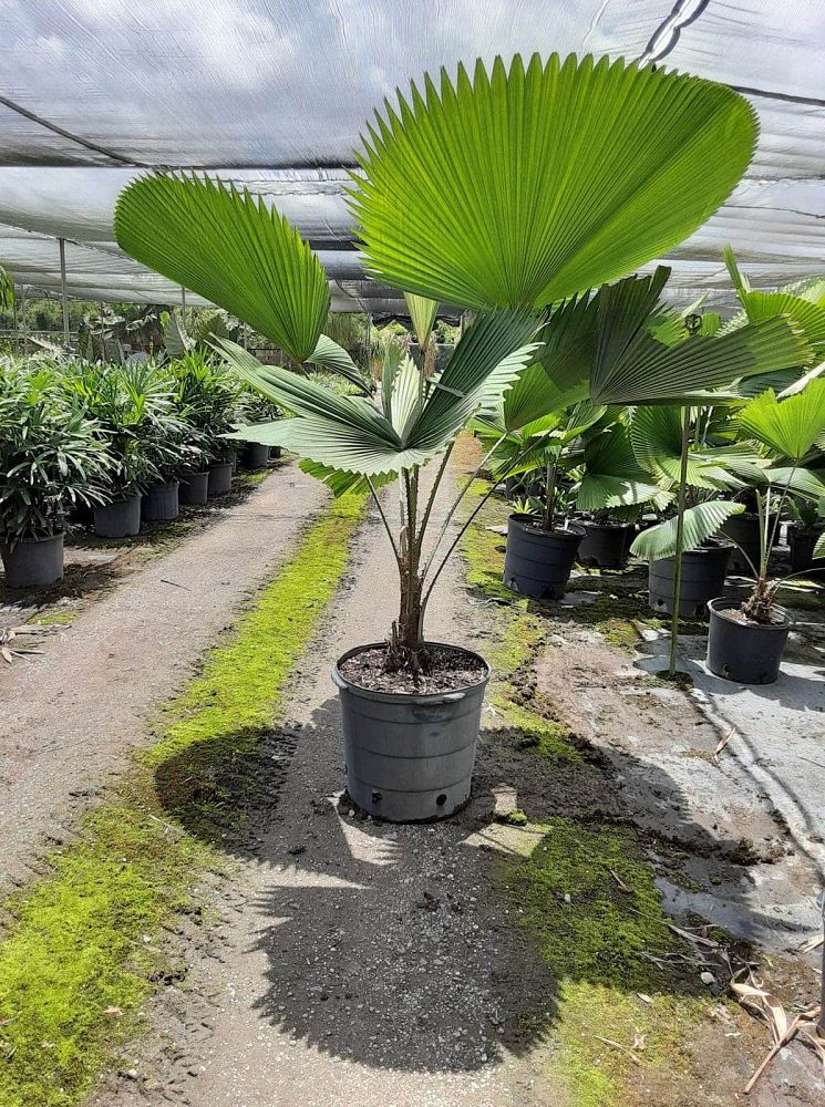 licuala-peltata-sumawongii-licuala-peltata-elegans