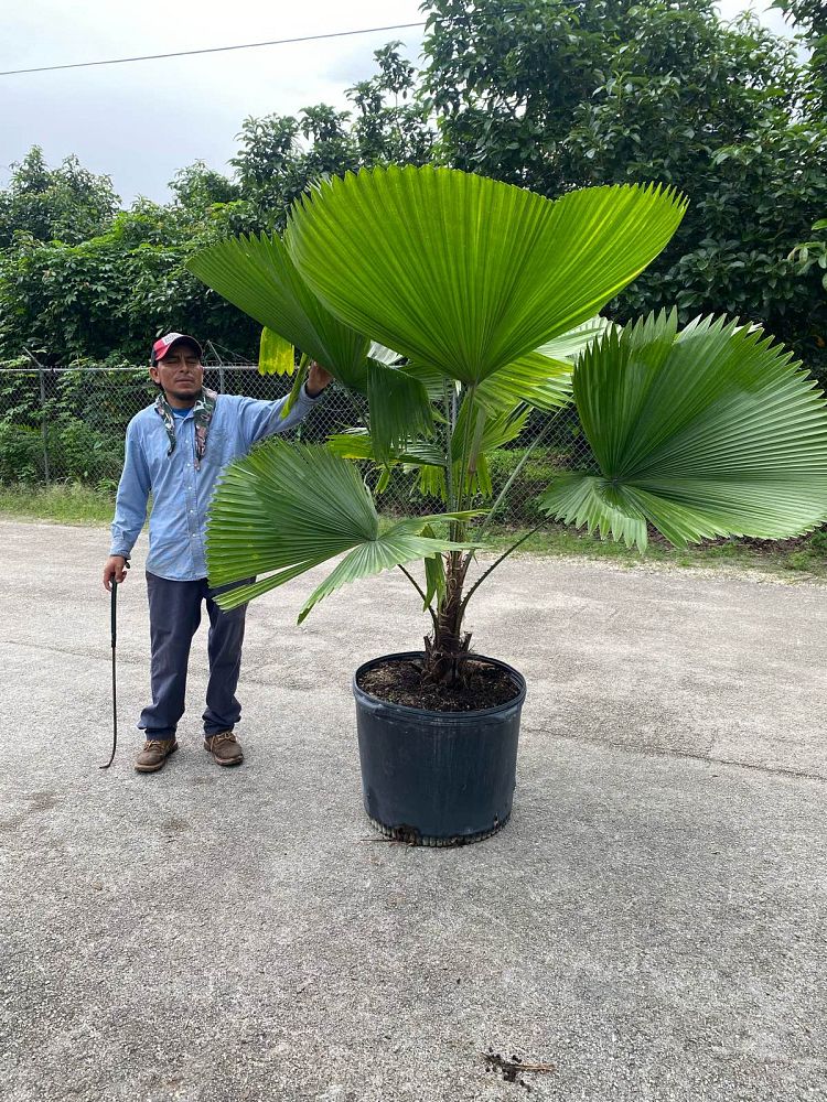 licuala-peltata-sumawongii-licuala-peltata-elegans