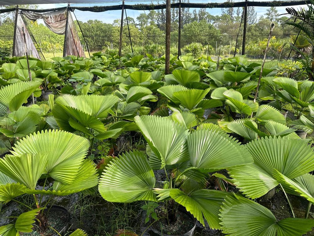 licuala-peltata-sumawongii-licuala-peltata-elegans