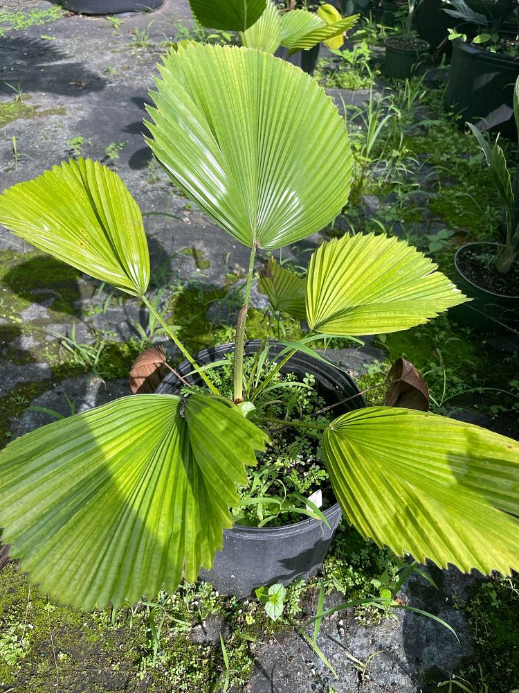 licuala-peltata-sumawongii-licuala-peltata-elegans