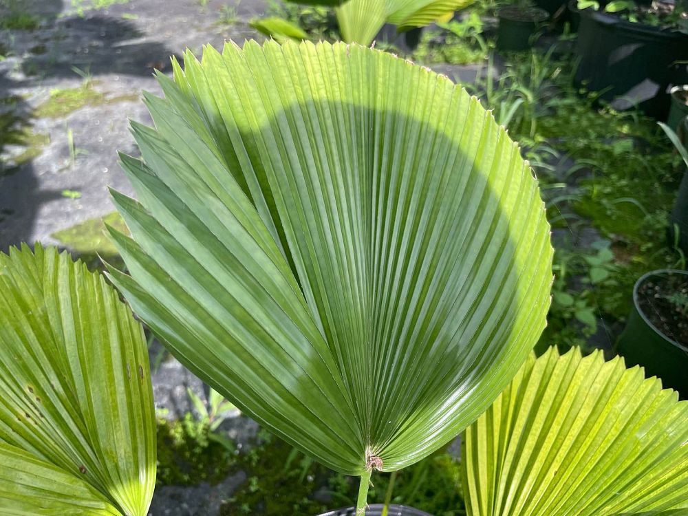 licuala-peltata-sumawongii-licuala-peltata-elegans