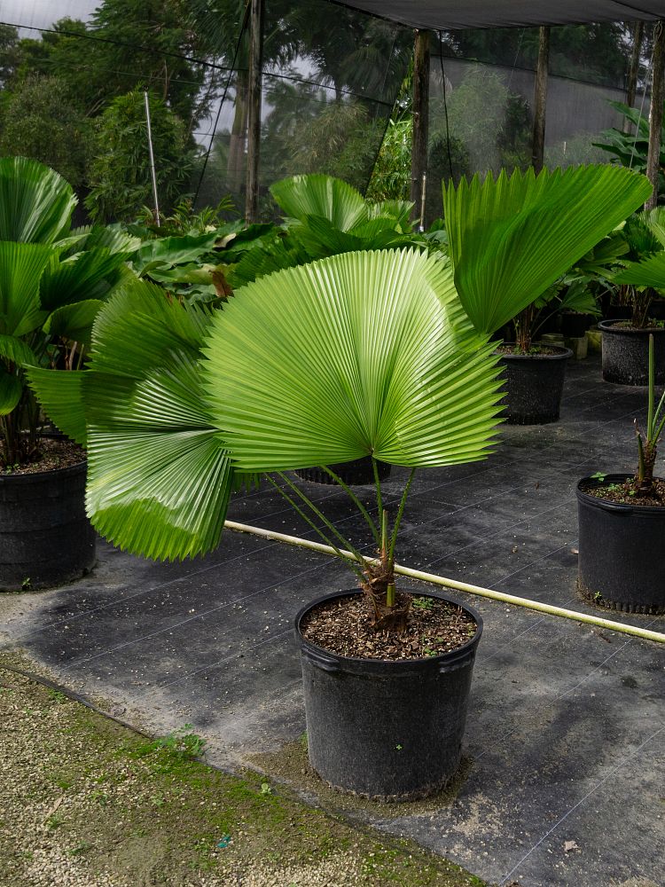 licuala-peltata-sumawongii-licuala-peltata-elegans