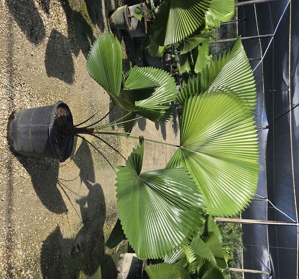 licuala-peltata-sumawongii-licuala-peltata-elegans