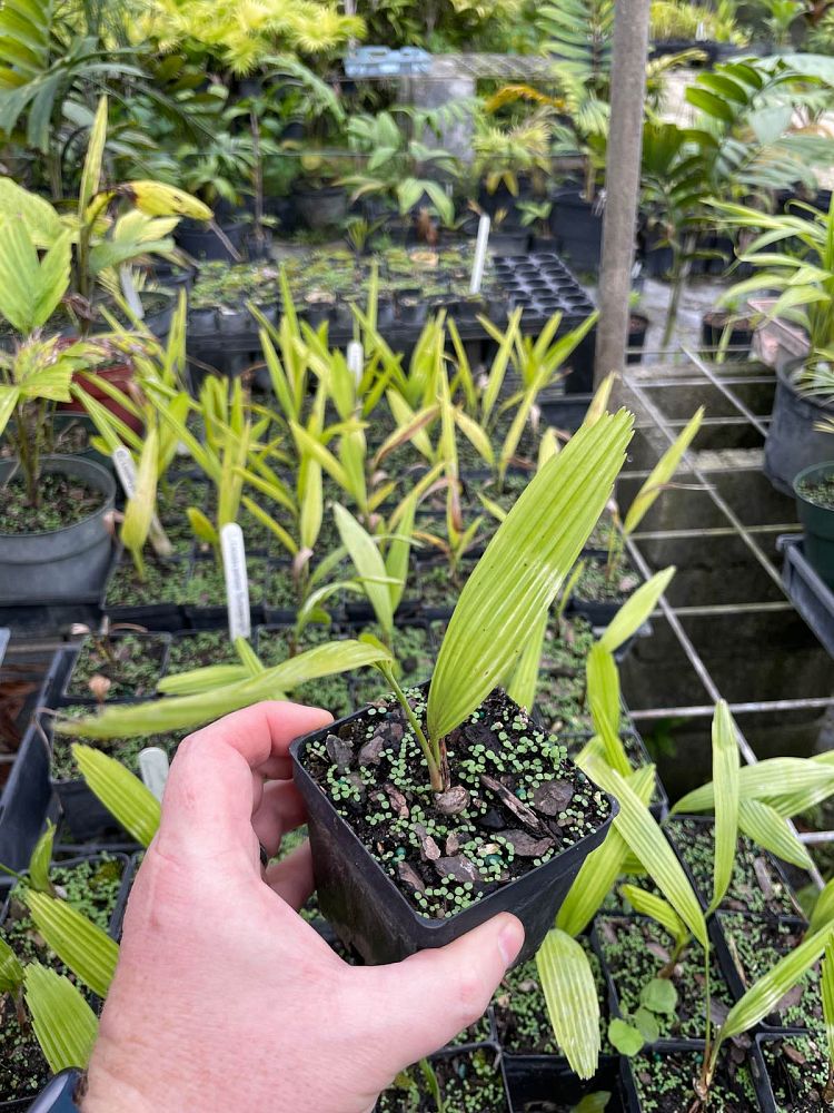 licuala-peltata-sumawongii-licuala-peltata-elegans