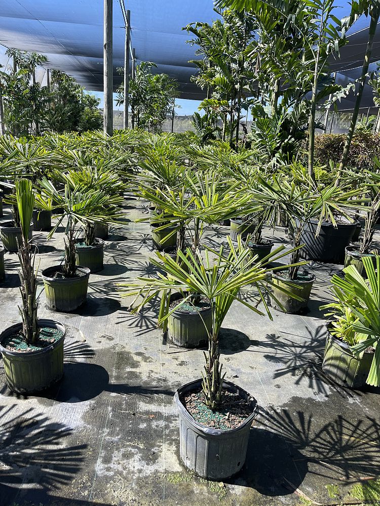 licuala-petiolulata