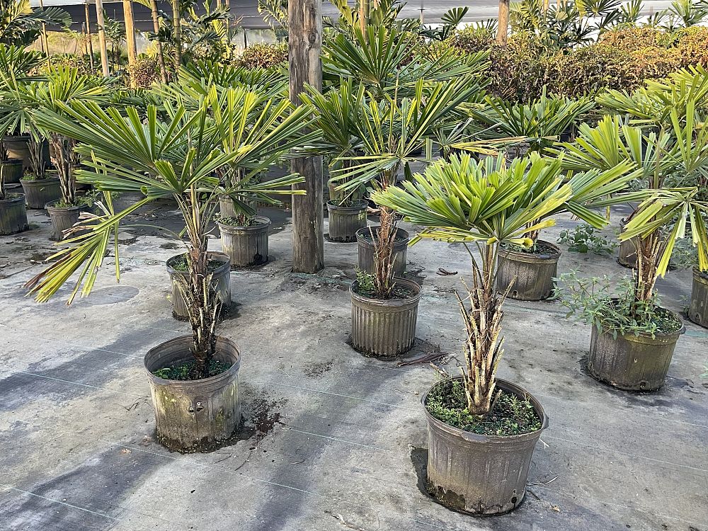 licuala-petiolulata