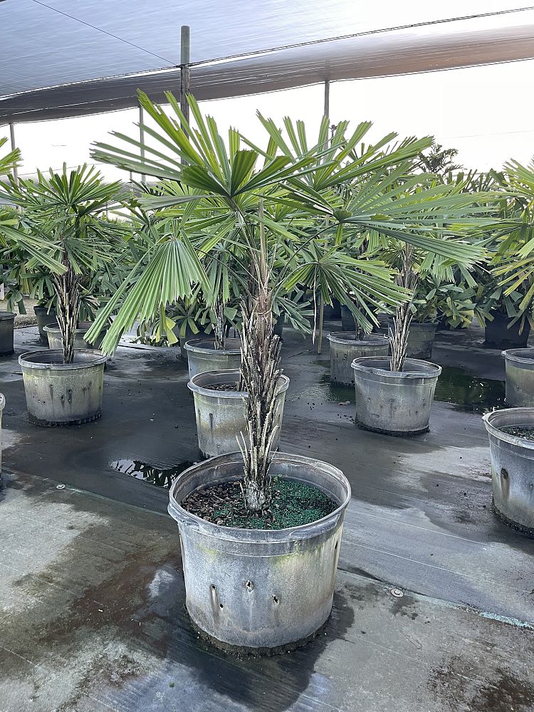 licuala-petiolulata