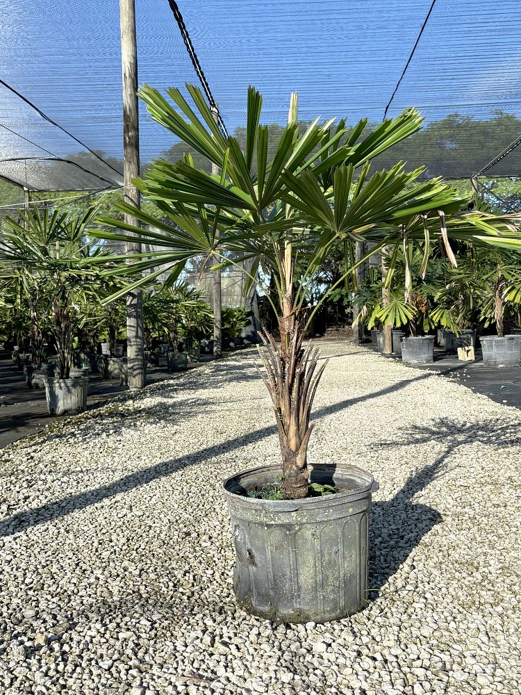 licuala-petiolulata