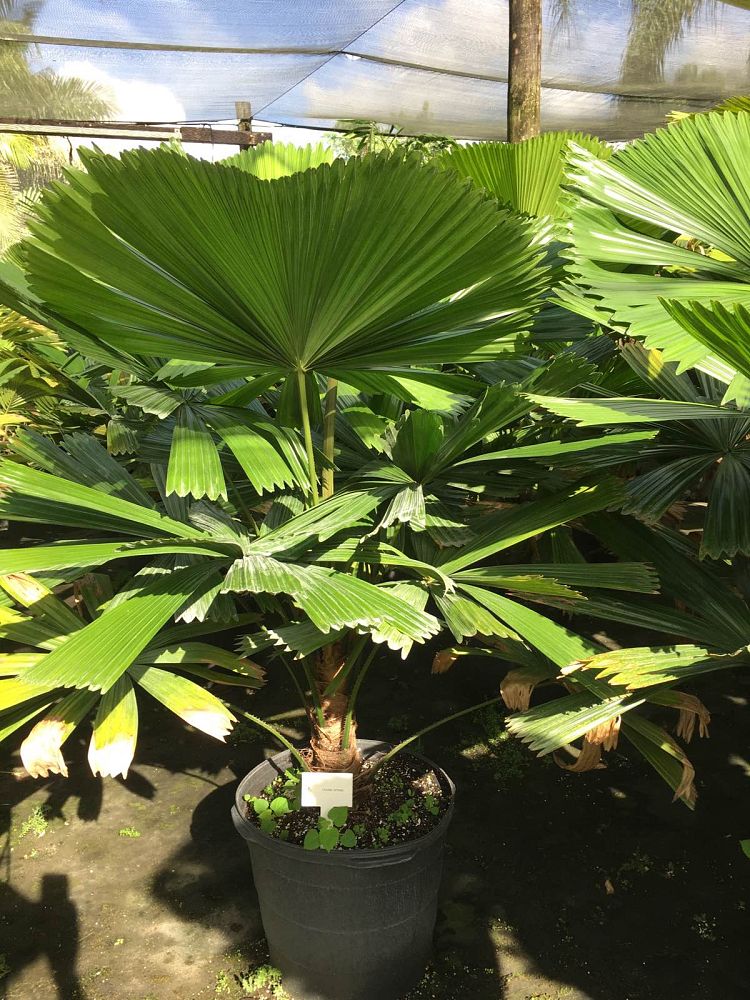 licuala-ramsayi