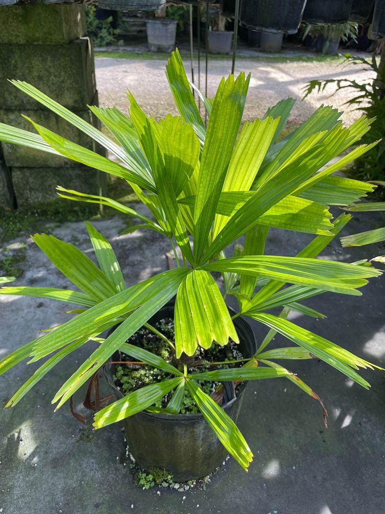 licuala-ramsayi