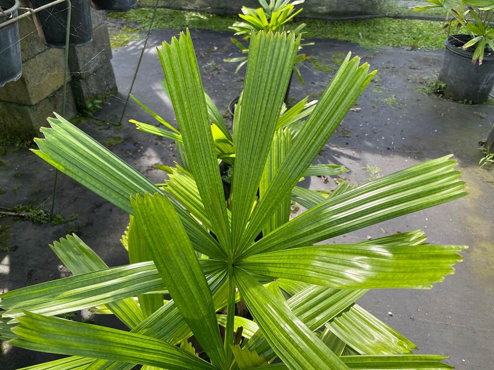 licuala-ramsayi
