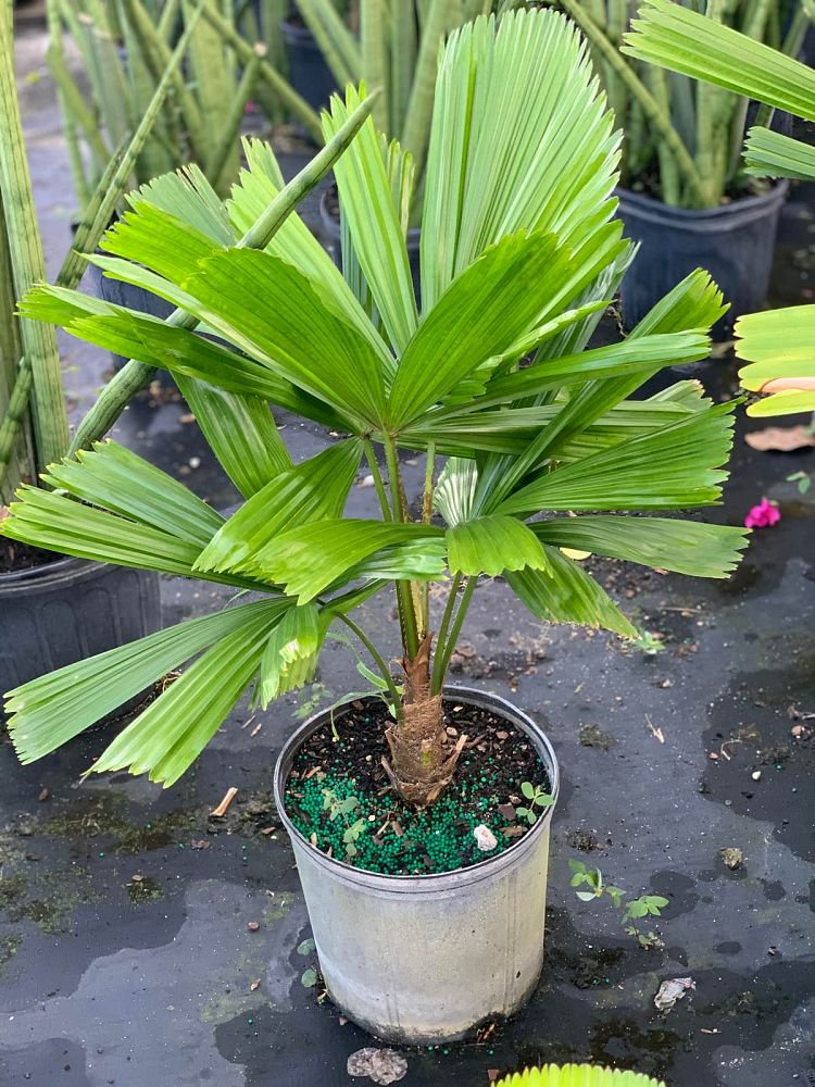 licuala-ramsayi