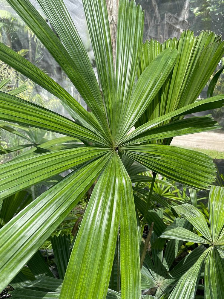 licuala-ramsayii-var-tuckerii
