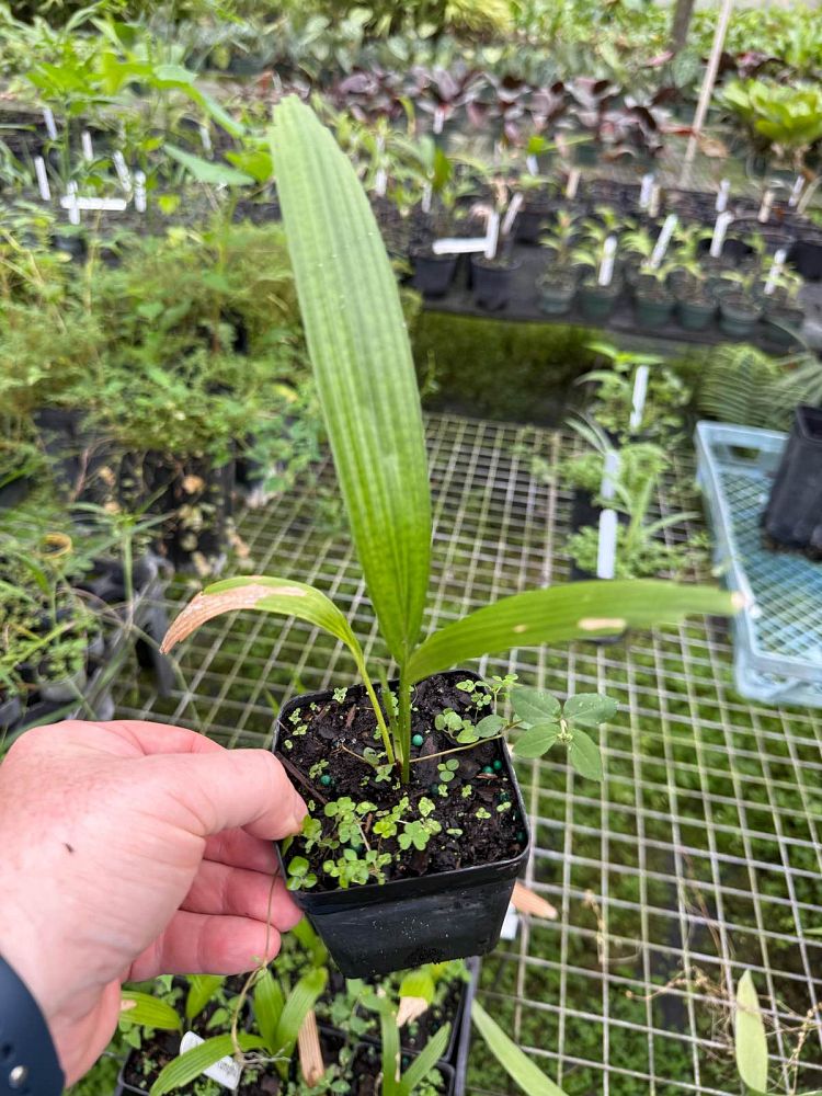 licuala-rumphii-celebes-fan-palm