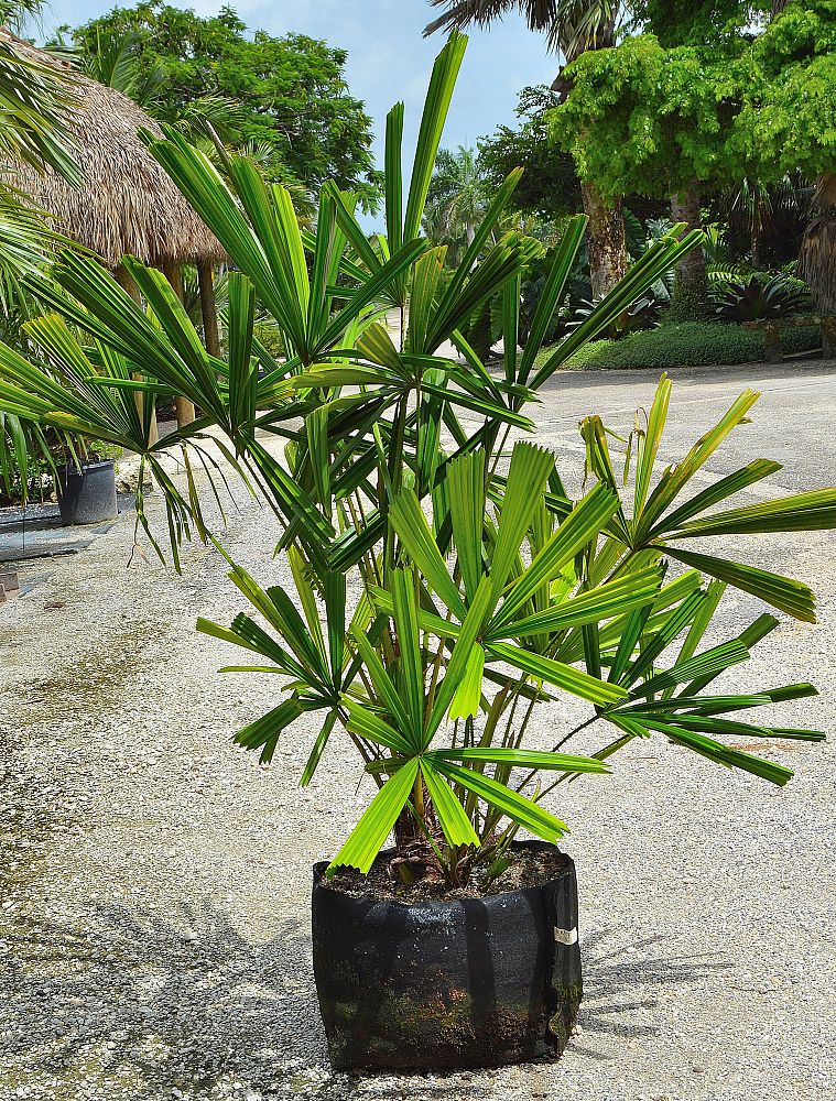 Locate amp; Find Wholesale Plants  plantANT.com