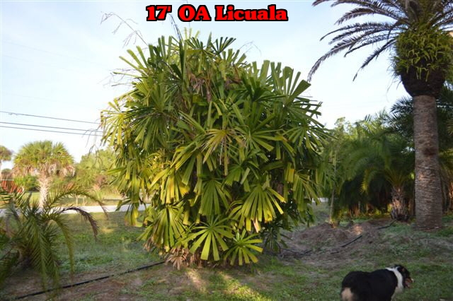 licuala-spinosa-spiny-licuala-palm