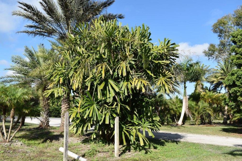 licuala-spinosa-spiny-licuala-palm