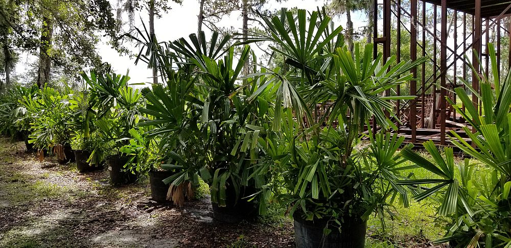 licuala-spinosa-spiny-licuala-palm