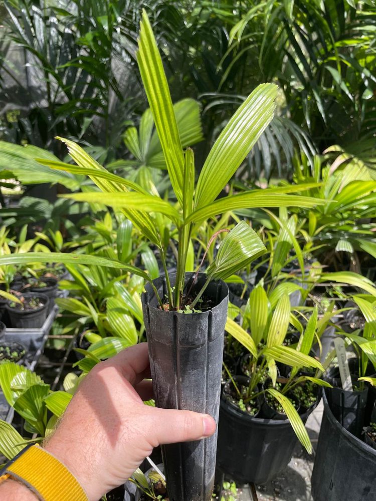 licuala-spinosa-spiny-licuala-palm