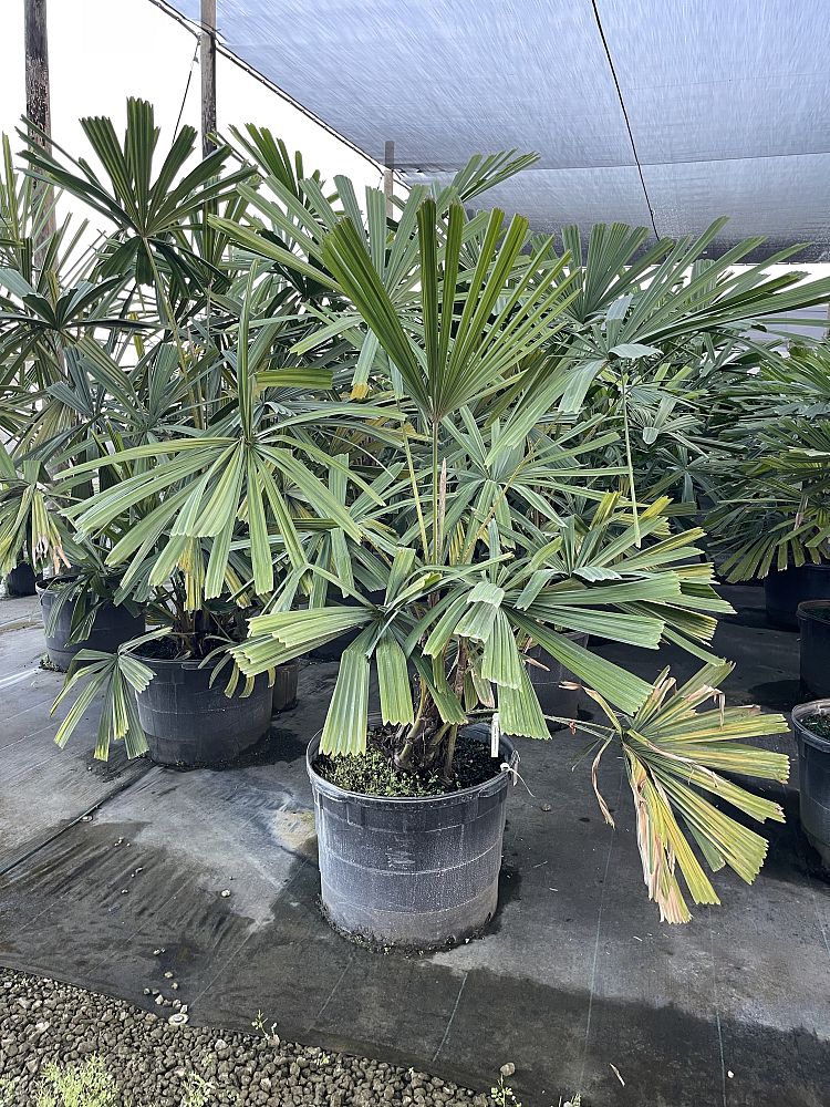 licuala-spinosa-spiny-licuala-palm