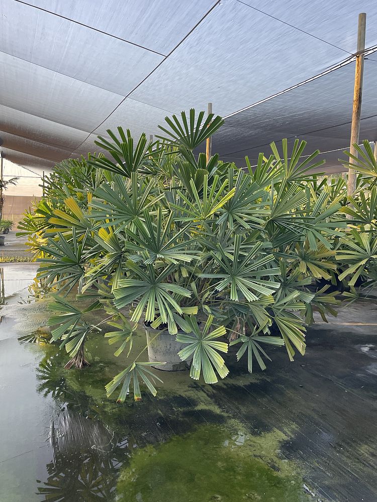 licuala-spinosa-spiny-licuala-palm