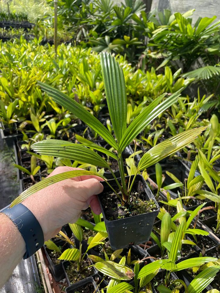 licuala-spinosa-spiny-licuala-palm