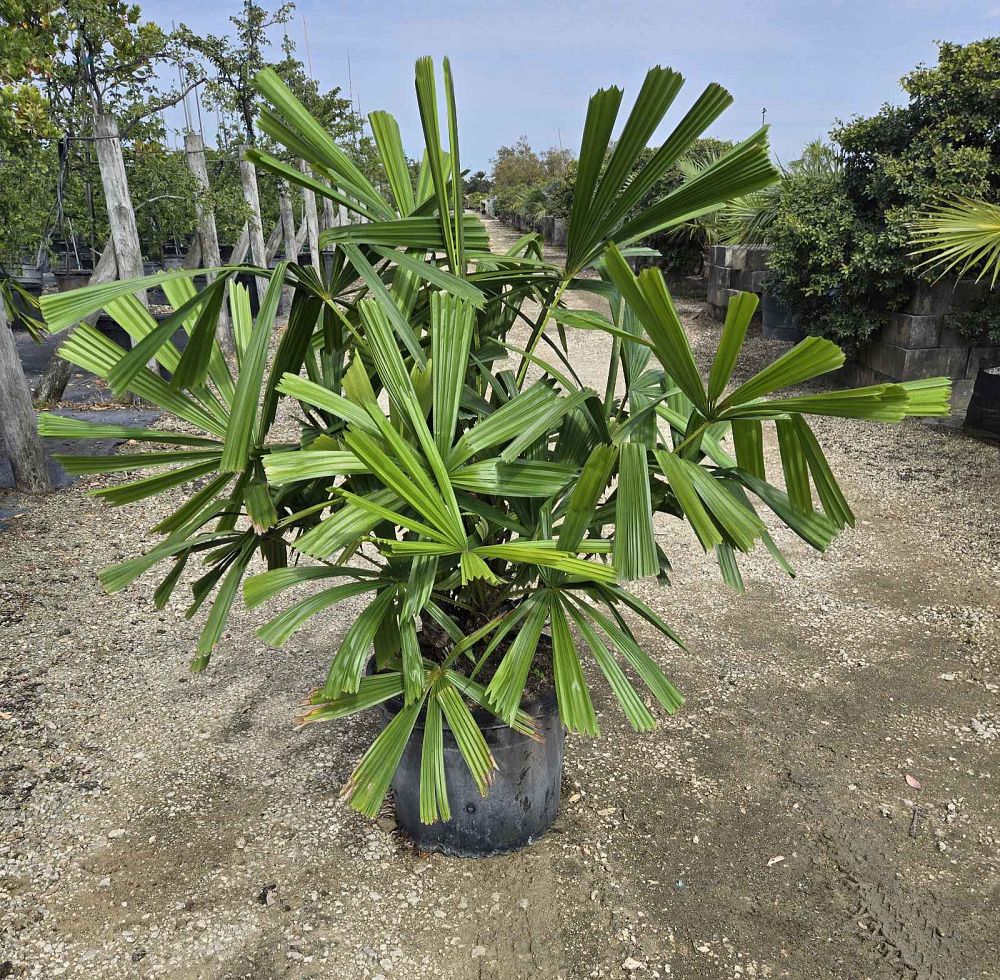 licuala-spinosa-spiny-licuala-palm
