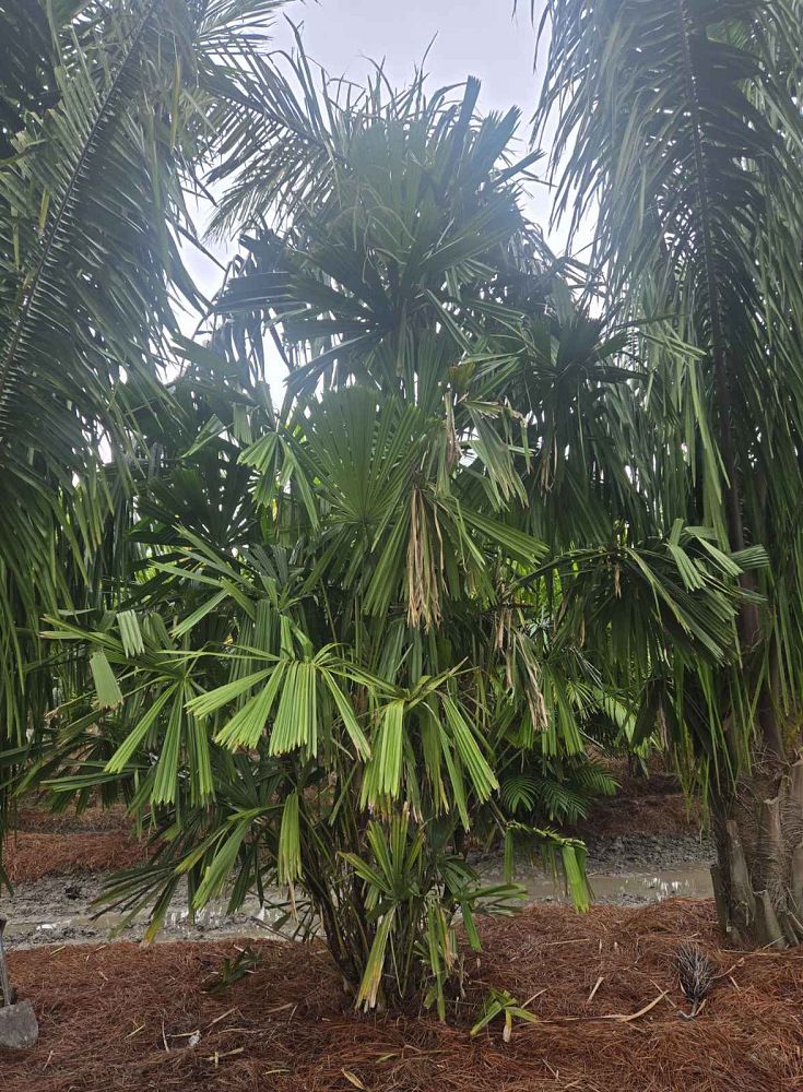 licuala-spinosa-spiny-licuala-palm
