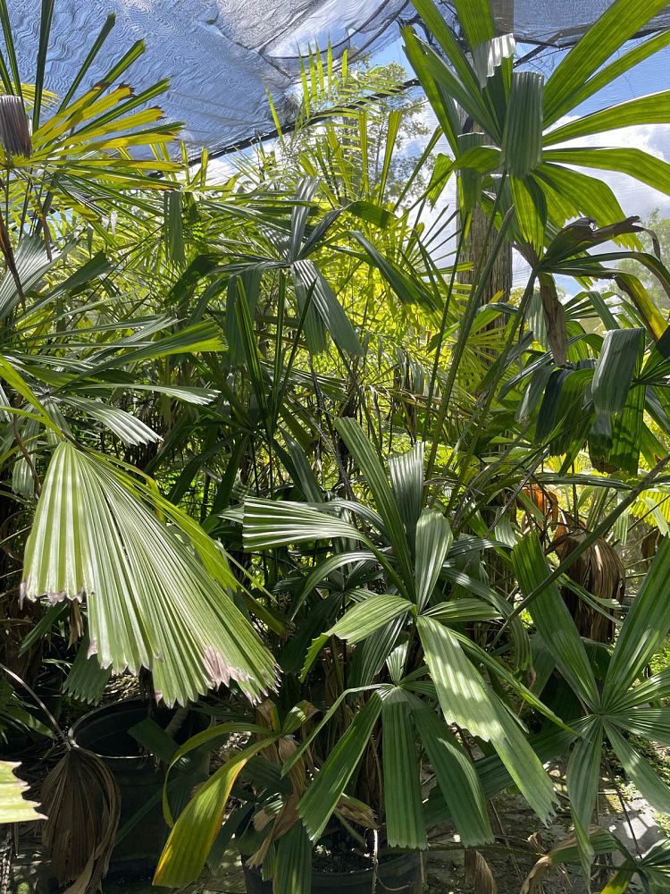 licuala-spinosa-spiny-licuala-palm