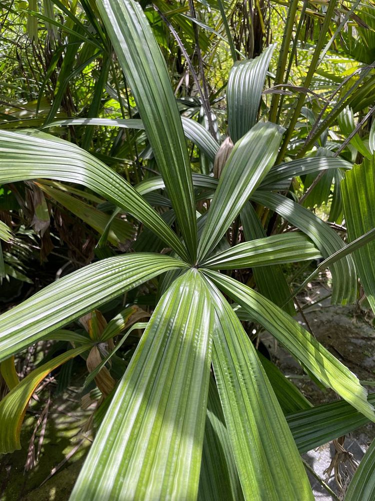 licuala-spinosa-spiny-licuala-palm