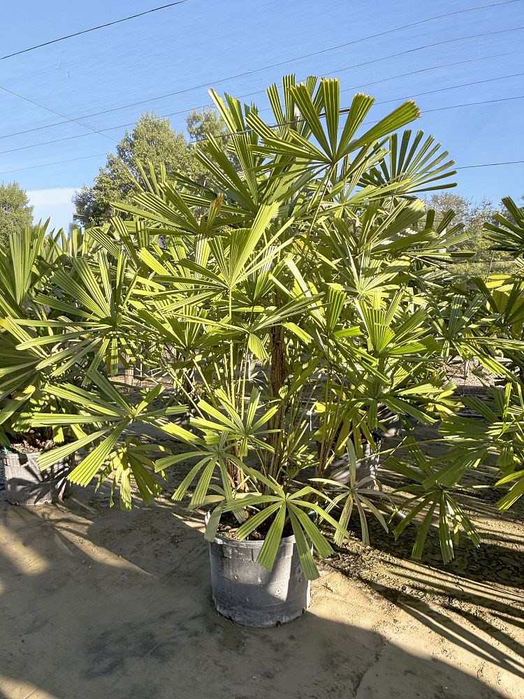 licuala-spinosa-spiny-licuala-palm