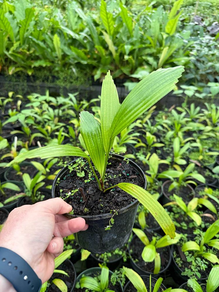 licuala-spinosa-spiny-licuala-palm