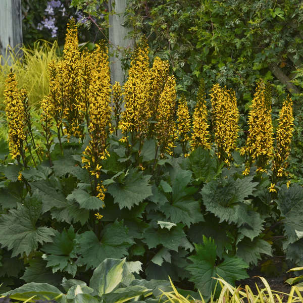 ligularia-bottle-rocket-ragwort-leopard-plant
