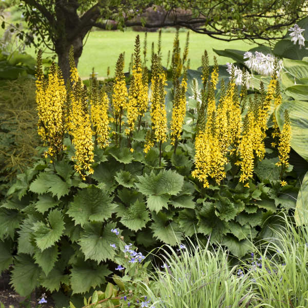 ligularia-bottle-rocket-ragwort-leopard-plant