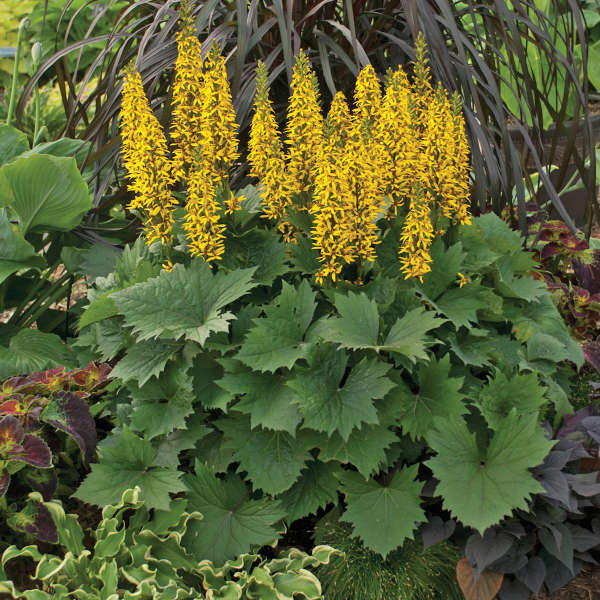 ligularia-bottle-rocket-ragwort-leopard-plant