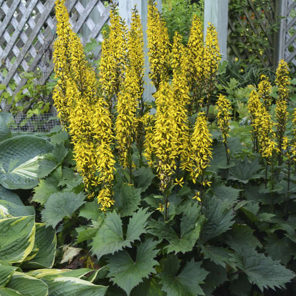 ligularia-bottle-rocket-ragwort-leopard-plant