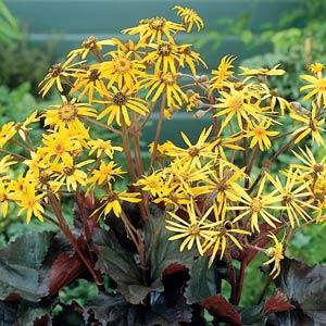 ligularia-dentata-britt-marie-crawford-summer-ragwort-golden-groundsel-leopard-plant