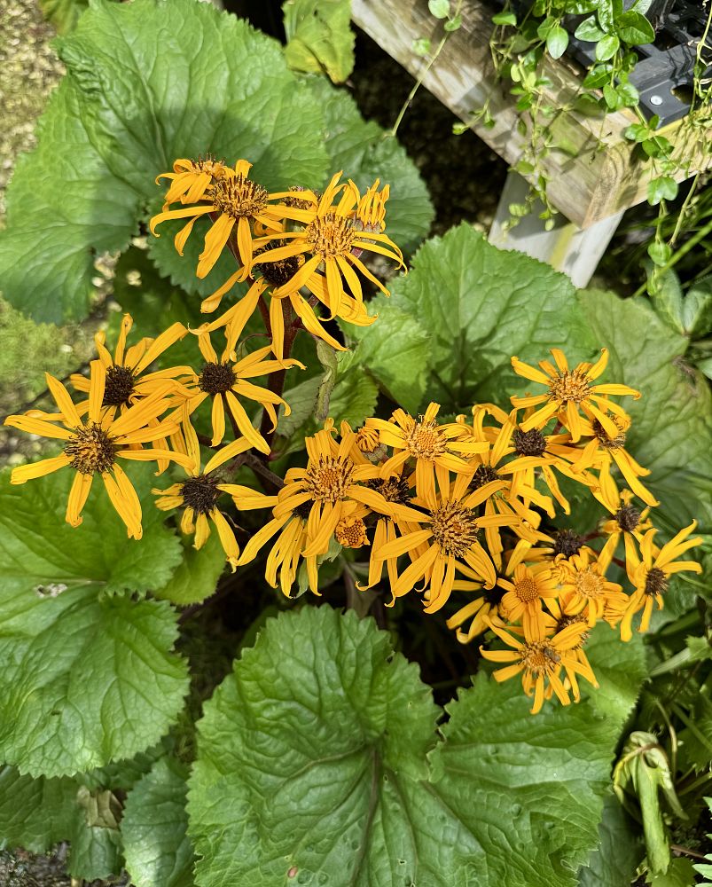 ligularia-dentata-othello-summer-ragwort-golden-groundsel-leopard-plant
