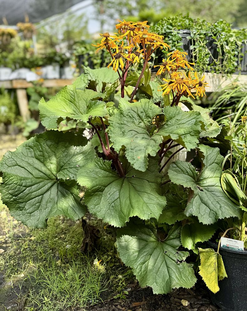 ligularia-dentata-othello-summer-ragwort-golden-groundsel-leopard-plant