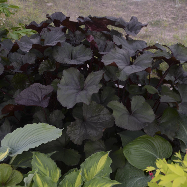 ligularia-macrophylla-king-kong-bigleaf-ligularia