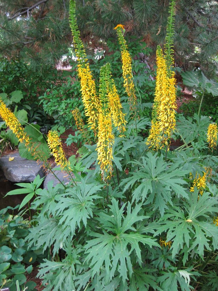 ligularia-przewalskii-shavalski-s-ligularia-dragon-s-breath-ligularia