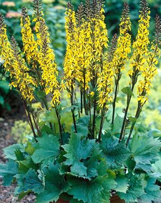 ligularia-stenocephala-little-rocket-narrow-spiked-ligularia-leopard-plant