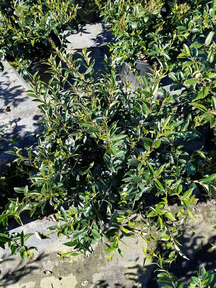 ligustrum-japonicum-east-bay-japanese-privet-weeping-wax-leaf-ligustrum