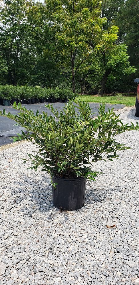 ligustrum-japonicum-east-bay-japanese-privet-weeping-wax-leaf-ligustrum