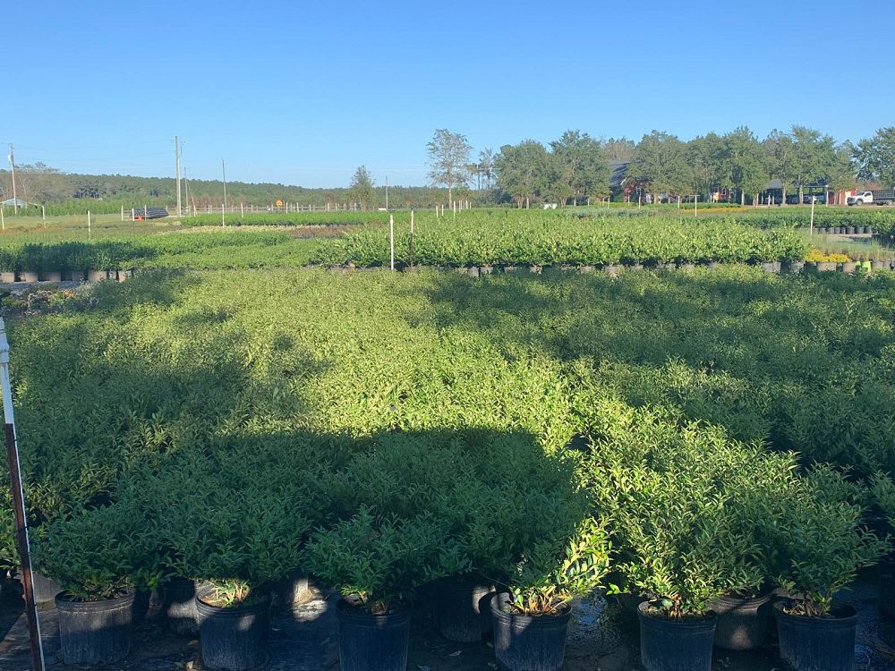ligustrum-japonicum-east-bay-japanese-privet-weeping-wax-leaf-ligustrum