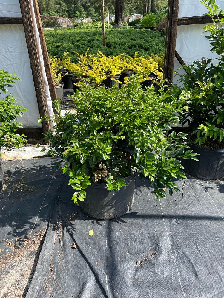 ligustrum-japonicum-east-bay-japanese-privet-weeping-wax-leaf-ligustrum