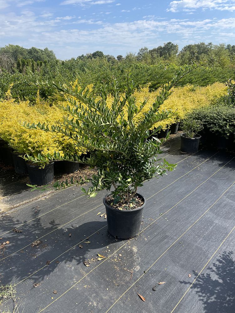 ligustrum-japonicum-east-bay-japanese-privet-weeping-wax-leaf-ligustrum