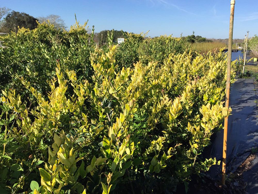 ligustrum-japonicum-gold-tip-japanese-privet-wax-leaf-ligustrum