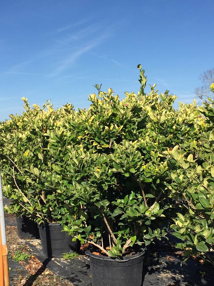 ligustrum-japonicum-gold-tip-japanese-privet-wax-leaf-ligustrum